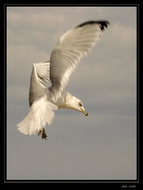 Photo (17): Ring-billed Gull