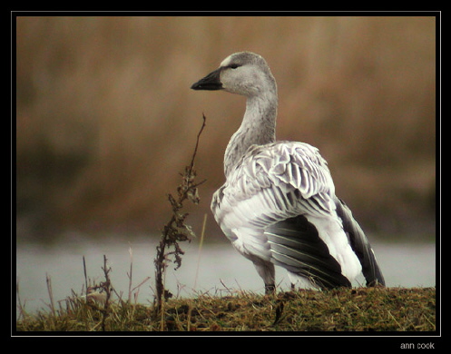 Photo (22): Snow Goose