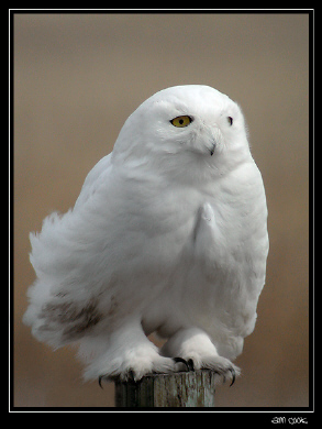 Photo (3): Snowy Owl