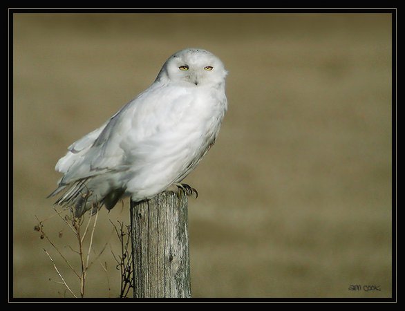 Photo (4): Snowy Owl