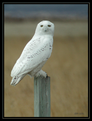 Photo (5): Snowy Owl