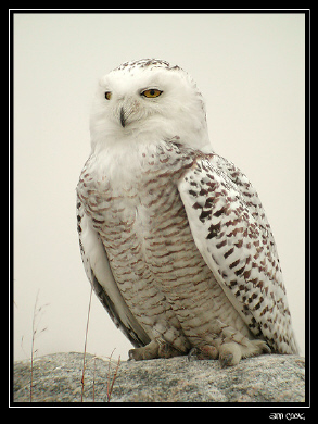 Photo (6): Snowy Owl