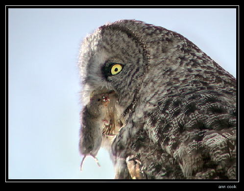 Photo (2): Great Gray Owl