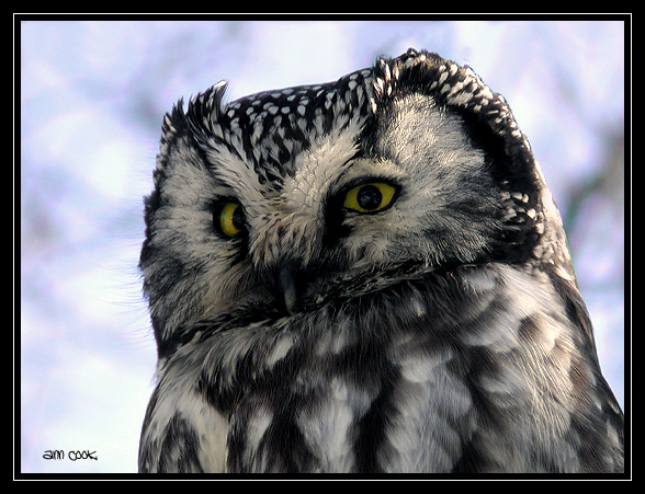 Photo (2): Boreal Owl