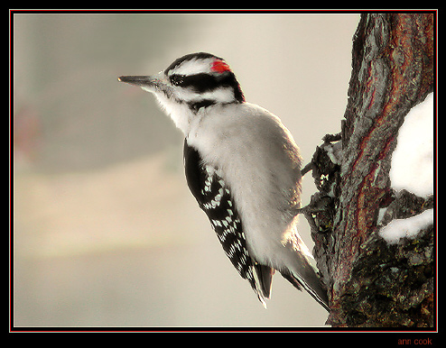 Photo (1): Downy Woodpecker