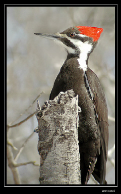 Photo (2): Pileated Woodpecker