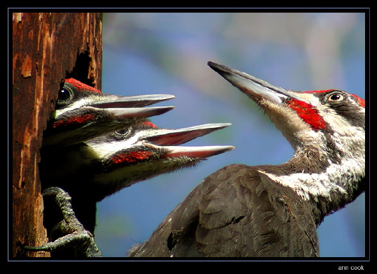 Photo (3): Pileated Woodpecker