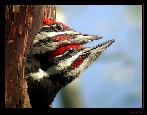 Photo (10): Pileated Woodpecker
