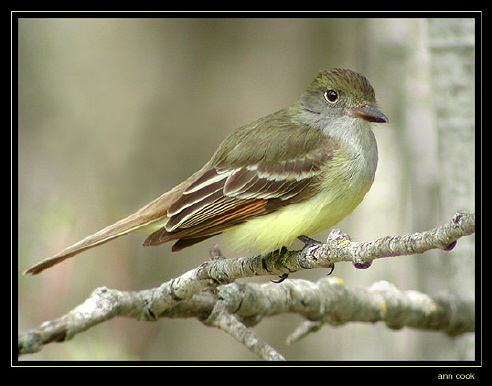 Photo (4): Great Crested Flycatcher