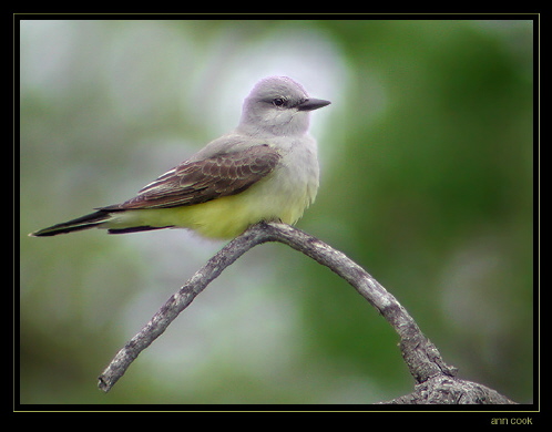 Photo (1): Western Kingbird