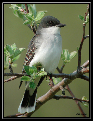 Photo (4): Eastern Kingbird
