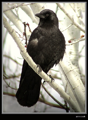 Photo (1): Northwestern Crow