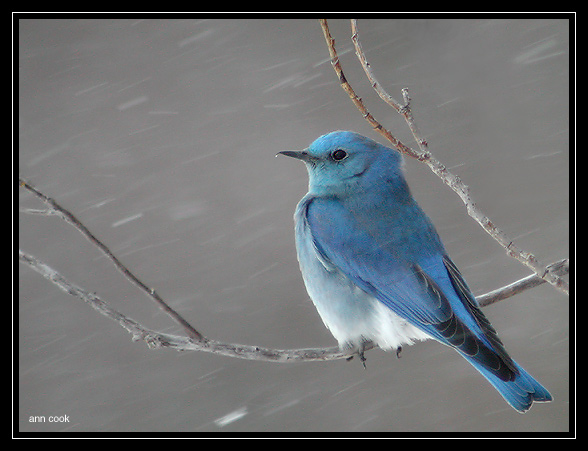 Photo (1): Mountain Bluebird