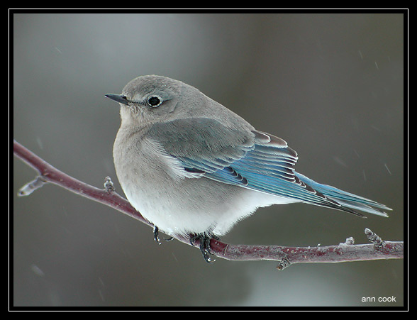 Photo (2): Mountain Bluebird