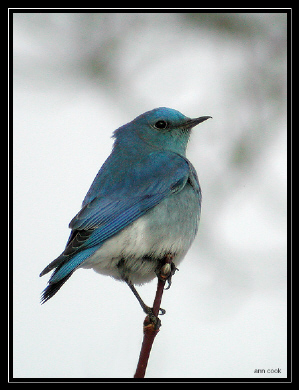 Photo (5): Mountain Bluebird