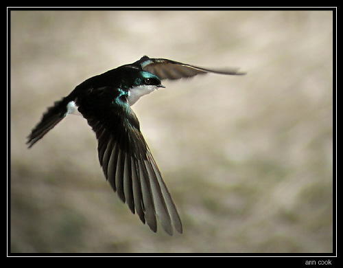 Photo (7): Tree Swallow