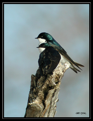 Photo (11): Tree Swallow