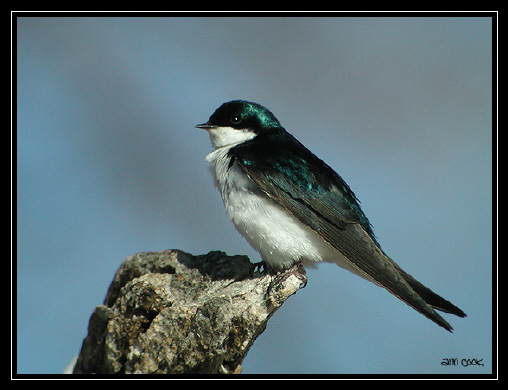 Photo (4): Tree Swallow
