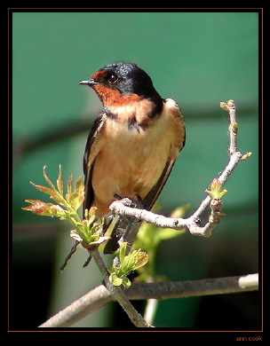 Photo (1): Barn Swallow