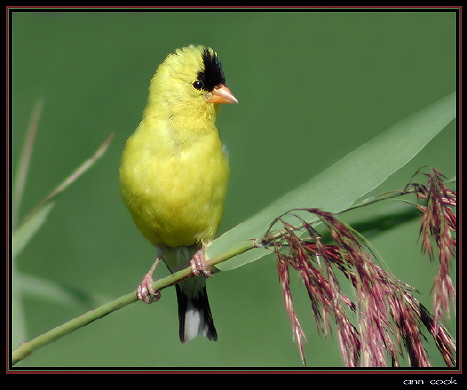 Photo (1): American Goldfinch