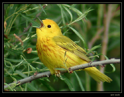 Photo (7): Yellow Warbler
