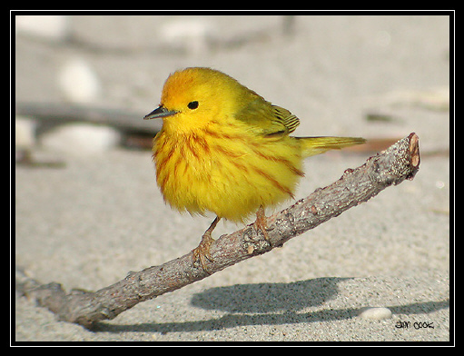 Photo (3): Yellow Warbler