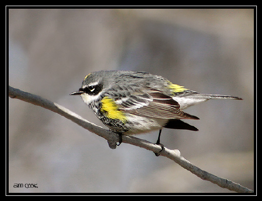 Photo (3): Yellow-rumped Warbler