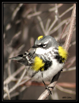 Photo (5): Yellow-rumped Warbler