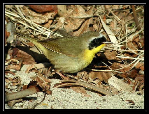 Photo (6): Common Yellowthroat