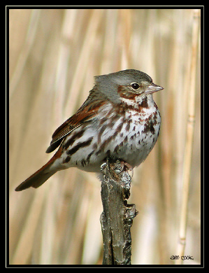 Photo (1): Fox Sparrow