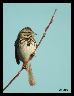 Photo (5): Song Sparrow