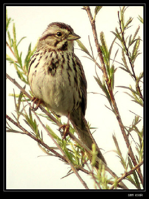 Photo (3): Song Sparrow