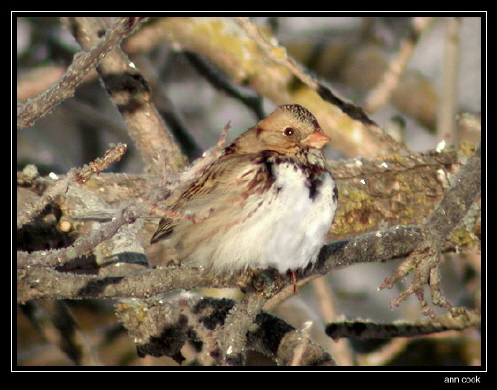 Photo (5): Harris's Sparrow