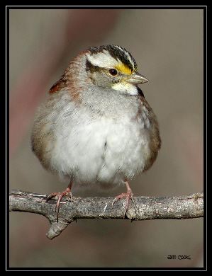 Photo (1): White-throated Sparrow