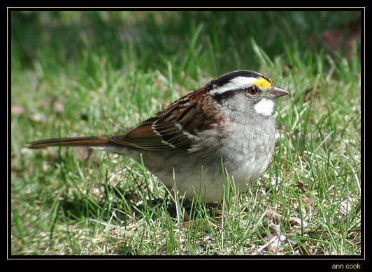 Photo (2): White-throated Sparrow