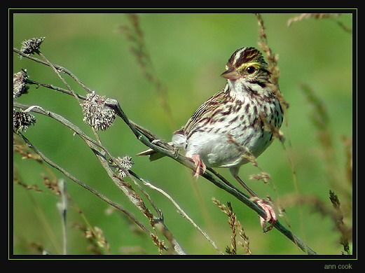 Photo (2): Savannah Sparrow