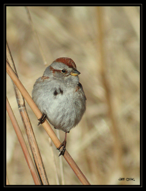 Photo (1): American Tree Sparrow