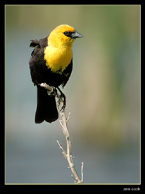 Photo (4): Yellow-headed Blackbird