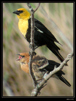 Photo (7): Yellow-headed Blackbird