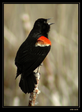 Photo (3): Red-winged Blackbird