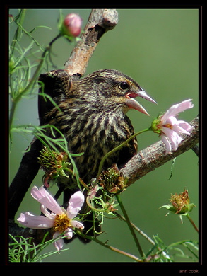 Photo (6): Red-winged Blackbird