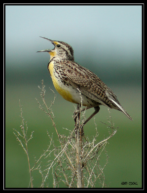 Photo (1): Western Meadowlark