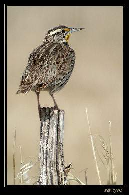 Photo (2): Western Meadowlark