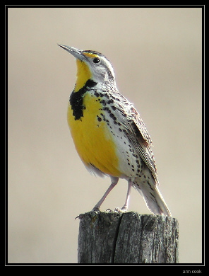 Photo (3): Western Meadowlark