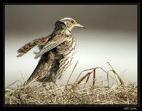 Photo (4): Western Meadowlark