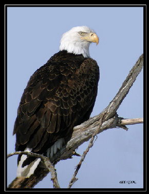 Photo (2): Bald Eagle