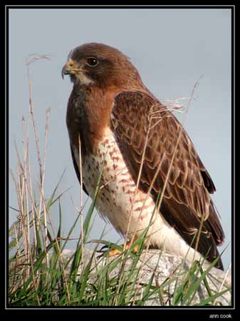 Photo (1): Swainson's Hawk