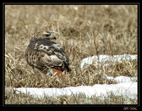 Photo (8): Red-tailed Hawk