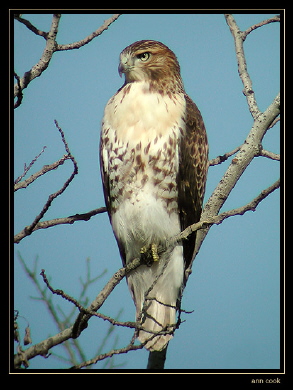 Photo (1): Red-tailed Hawk