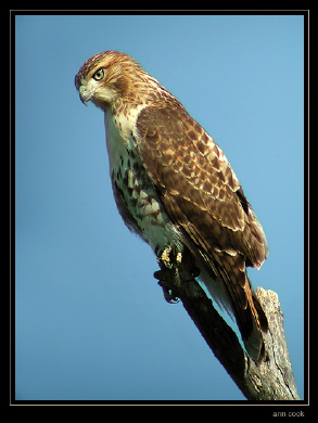 Photo (4): Red-tailed Hawk